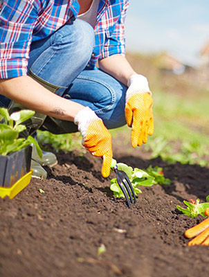 Healthy crop close-up